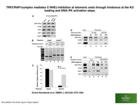 TRF2/RAP1complex mediates C‐NHEJ inhibition at telomeric ends through hindrance at the KU loading and DNA–PK activation steps. TRF2/RAP1complex mediates.