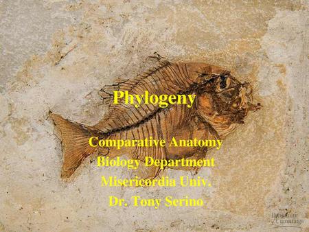 Phylogeny Comparative Anatomy Biology Department Misericordia Univ.