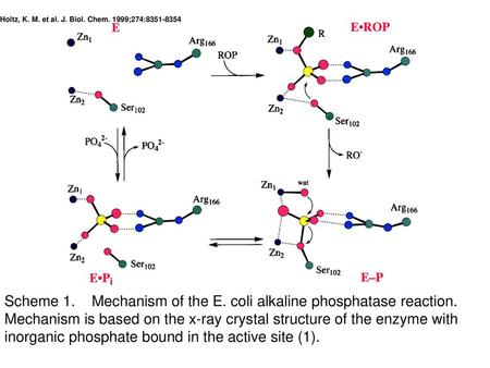 Holtz, K. M. et al. J. Biol. Chem. 1999;274: