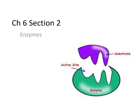 Ch 6 Section 2 Enzymes.