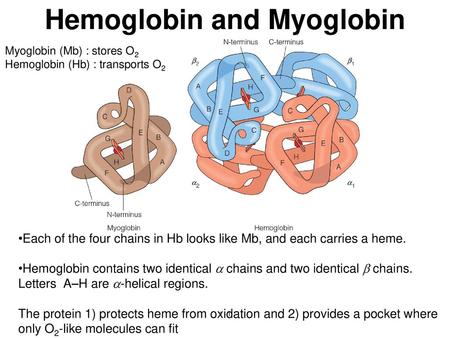 Hemoglobin and Myoglobin