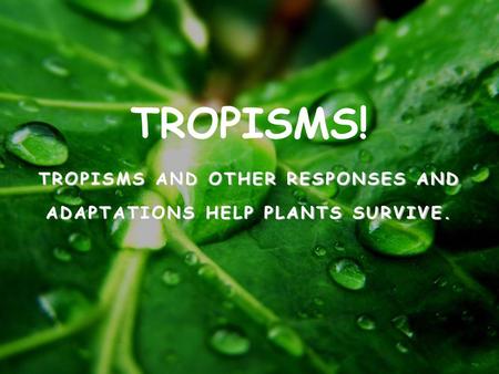 TROPISMS AND OTHER RESPONSES AND ADAPTATIONS HELP PLANTS SURVIVE.