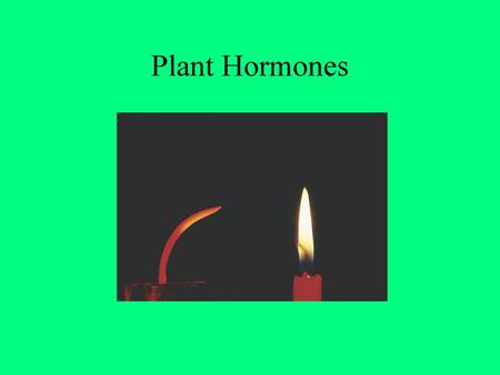 Plant Hormones.