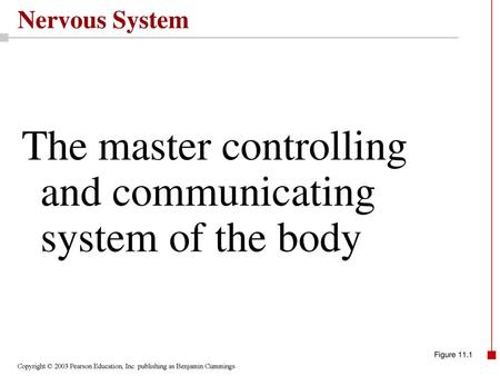 The master controlling and communicating system of the body