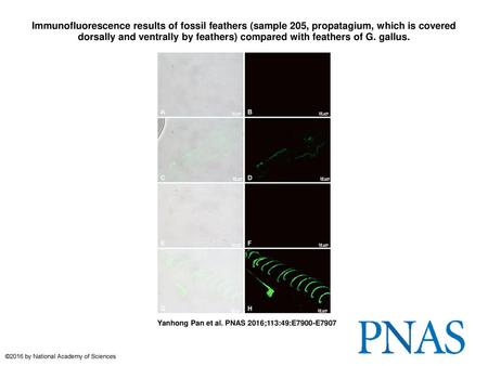 Immunofluorescence results of fossil feathers (sample 205, propatagium, which is covered dorsally and ventrally by feathers) compared with feathers of.