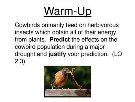 Warm-Up Cowbirds primarily feed on herbivorous insects which obtain all of their energy from plants. Predict the effects on the cowbird population during.