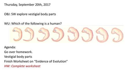 Thursday, September 20th, 2017 OBJ: SW explore vestigial body parts