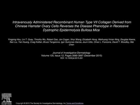 Intravenously Administered Recombinant Human Type VII Collagen Derived from Chinese Hamster Ovary Cells Reverses the Disease Phenotype in Recessive Dystrophic.