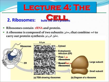 2. Ribosomes: build the cell’s proteins