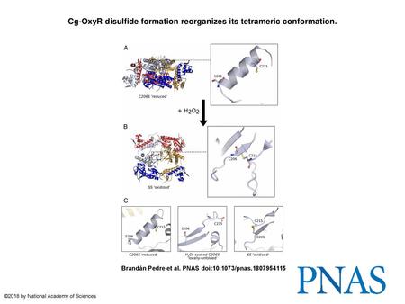 Cg-OxyR disulfide formation reorganizes its tetrameric conformation.