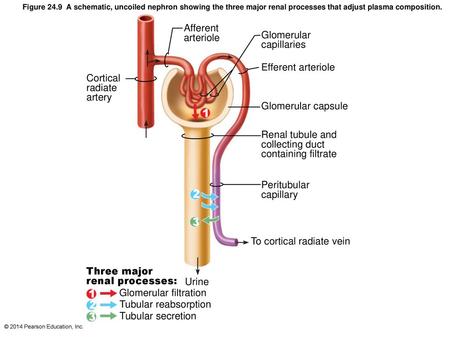 Afferent arteriole Glomerular capillaries