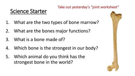 Science Starter What are the two types of bone marrow?