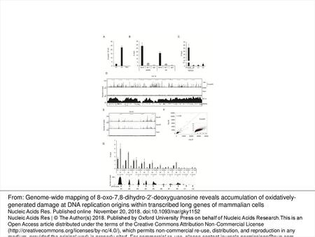 Figure 1. (A) Number of 8-oxodGs per million of dGs (8-oxodg/106 dG) measured by LC-MS/MS in untreated (NT), UV-irradiated (UV) and NAC-treated.