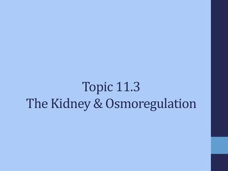 Topic 11.3 The Kidney & Osmoregulation