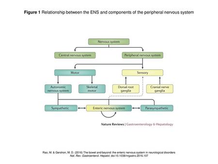 Nat. Rev. Gastroenterol. Hepatol. doi: /nrgastro