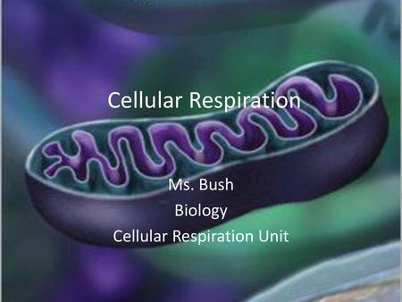 Ms. Bush Biology Cellular Respiration Unit