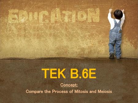 Concept: Compare the Process of Mitosis and Meiosis