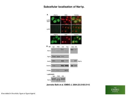 Subcellular localisation of Nar1p.