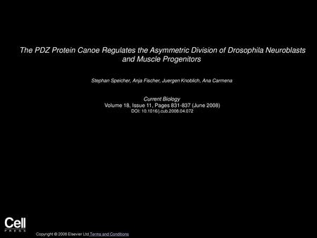 The PDZ Protein Canoe Regulates the Asymmetric Division of Drosophila Neuroblasts and Muscle Progenitors  Stephan Speicher, Anja Fischer, Juergen Knoblich,