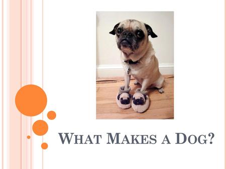 What Makes a Dog?.