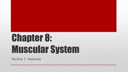 Chapter 8: Muscular System