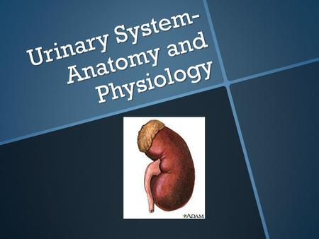 Urinary System- Anatomy and Physiology