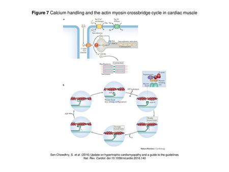 Nat. Rev. Cardiol. doi: /nrcardio