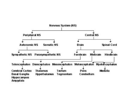 Midbrain Tectum The superior and Inferior Colliculi of the Tectum Visual and Auditory reflex orienting response.