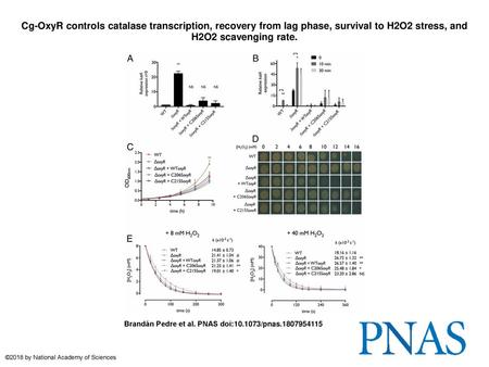 Cg-OxyR controls catalase transcription, recovery from lag phase, survival to H2O2 stress, and H2O2 scavenging rate. Cg-OxyR controls catalase transcription,