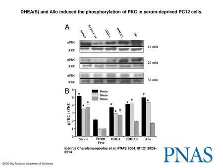 DHEA(S) and Allo induced the phosphorylation of PKC in serum-deprived PC12 cells. DHEA(S) and Allo induced the phosphorylation of PKC in serum-deprived.