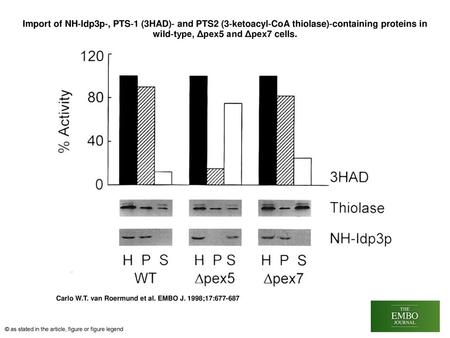 Import of NH‐Idp3p‐, PTS‐1 (3HAD)‐ and PTS2 (3‐ketoacyl‐CoA thiolase)‐containing proteins in wild‐type, Δpex5 and Δpex7 cells. Import of NH‐Idp3p‐, PTS‐1.