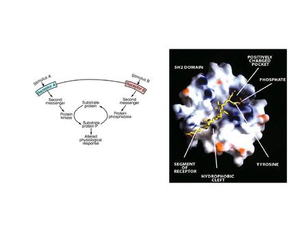 Figure 2. Protein modules for the assembly of signaling complexes