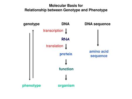 Relationship between Genotype and Phenotype