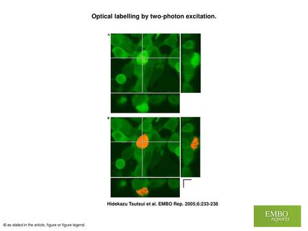 Optical labelling by two‐photon excitation.