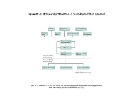 Figure 2 ER stress and proteostasis in neurodegenerative diseases