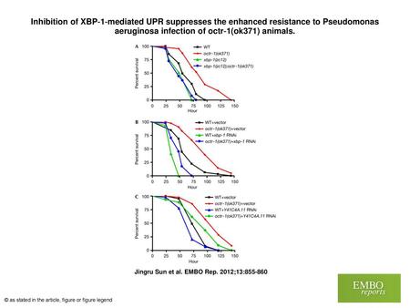 Inhibition of XBP‐1‐mediated UPR suppresses the enhanced resistance to Pseudomonas aeruginosa infection of octr‐1(ok371) animals. Inhibition of XBP‐1‐mediated.