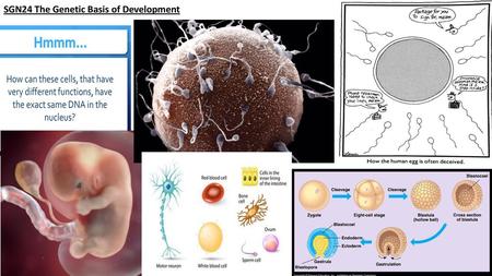 SGN24 The Genetic Basis of Development