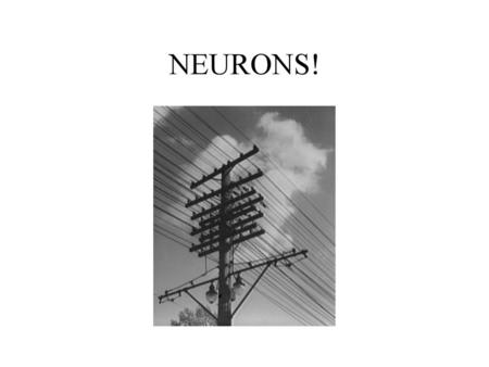 NEURONS!.