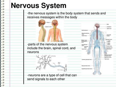 Nervous System -the nervous system is the body system that sends and receives messages within the body -parts of the nervous system include the brain,