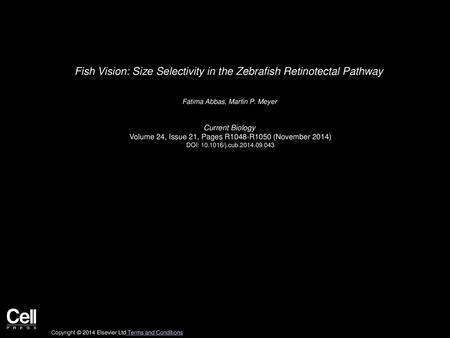 Fish Vision: Size Selectivity in the Zebrafish Retinotectal Pathway