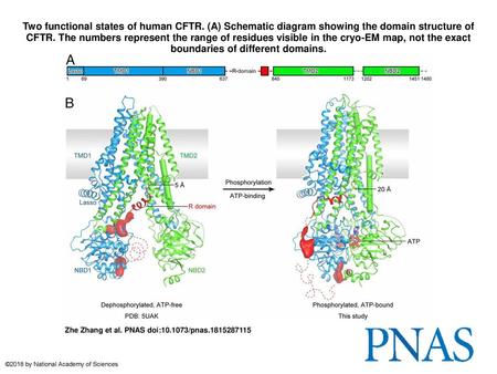 Two functional states of human CFTR