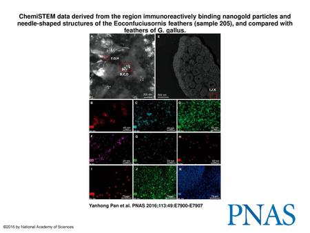 ChemiSTEM data derived from the region immunoreactively binding nanogold particles and needle-shaped structures of the Eoconfuciusornis feathers (sample.