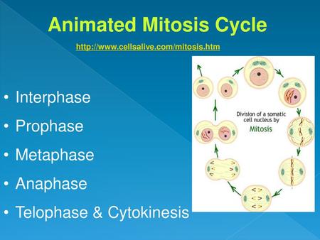 Animated Mitosis Cycle