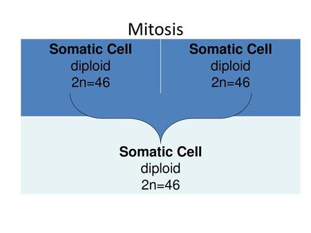 Mitosis Somatic Cell diploid 2n=46.