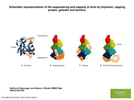 Schematic representations of the sequestering and capping of actin by thymosin, capping protein, gelsolin and formins. Schematic representations of the.