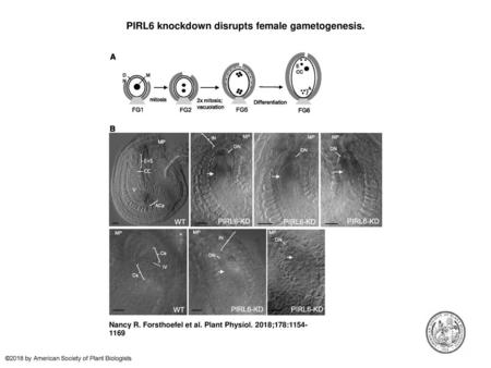 PIRL6 knockdown disrupts female gametogenesis.