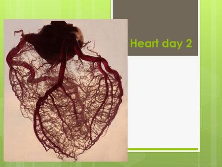 Heart day 2.