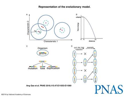 Representation of the evolutionary model.