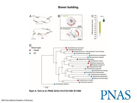 Bower building. Bower building. (A) Characteristic behavioral patterns associated with pit digging (Upper) and castle bower building (Lower). (B) Average.