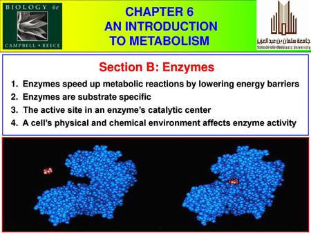 CHAPTER 6 AN INTRODUCTION TO METABOLISM